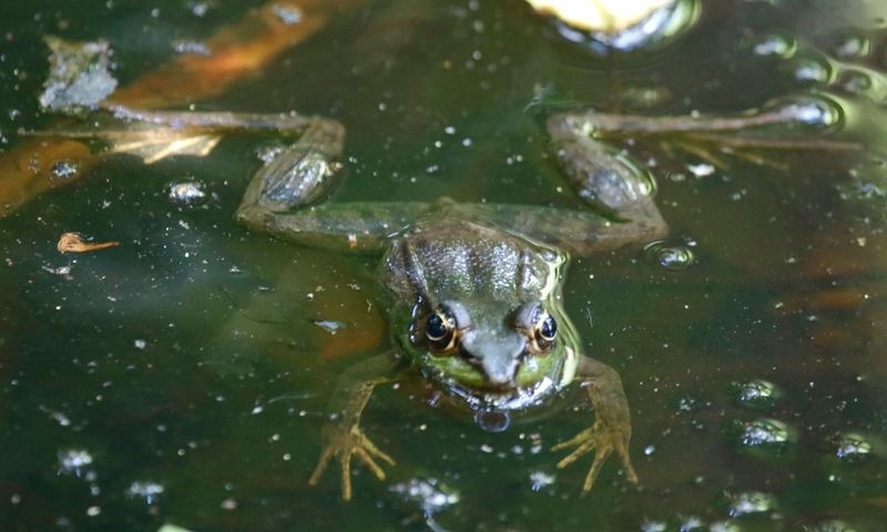 Ranidae - True Frogs
