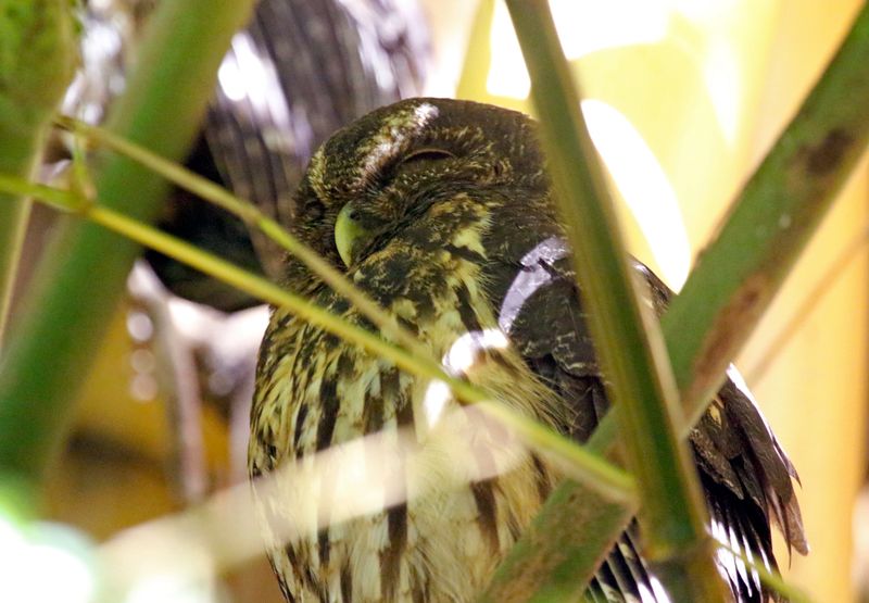 Mottled Owl (Strix virgata centralis) Hotel Bougainvillea, Heredia, Costa Rica