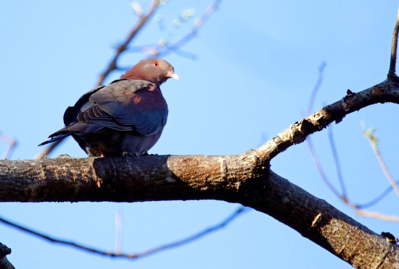 Red-billed Pigeon (Patagioenas flavirostris) Hotel Bougainvillea, Heredia, Costa Rica