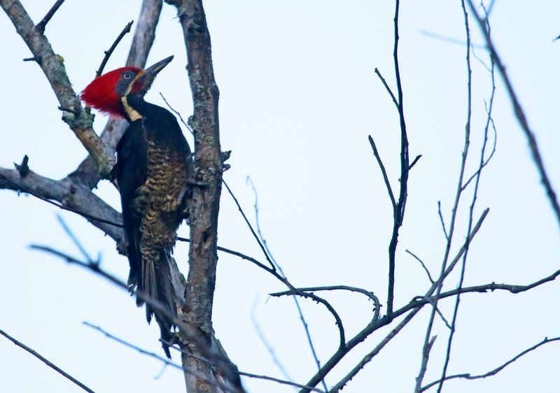 Lineated Woodpecker (Dryocopus lineatus) Hotel Bougainvillea, Heredia, Costa Rica