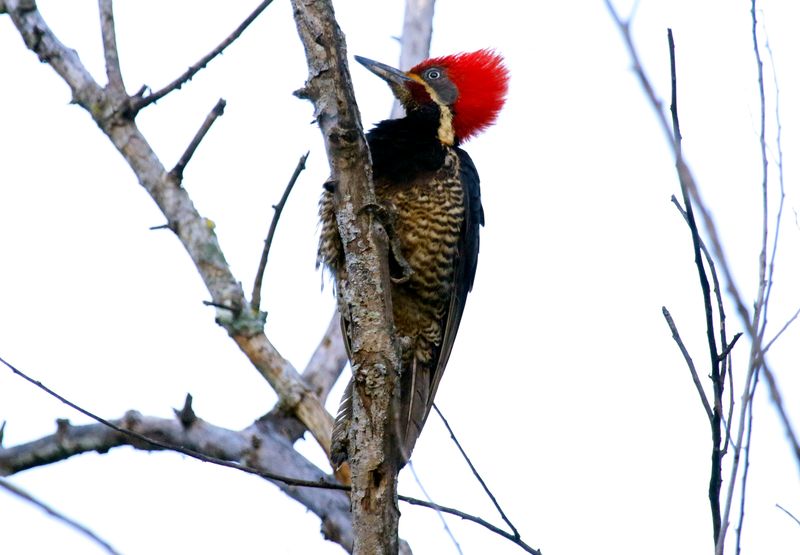 Lineated Woodpecker (Dryocopus lineatus) Hotel Bougainvillea, Heredia, Costa Rica