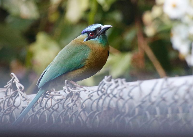 Lesson's Motmot (Momotus lessonii) Hotel Bougainvillea, Heredia, Costa Rica