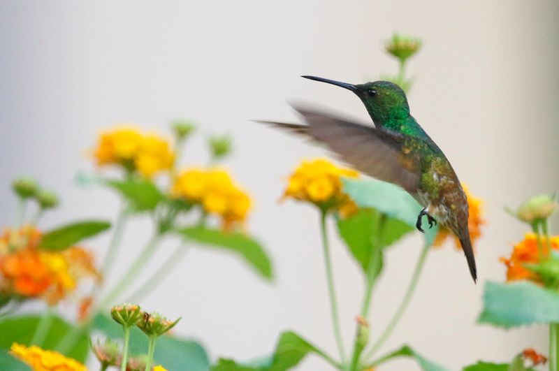 Snowy-bellied Hummingbird (Saucerottia edward) Parque Nacional Soberanía, Panama