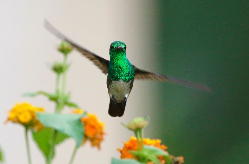 Snowy-bellied Hummingbird (Saucerottia edward) Parque Nacional Soberanía, Panama