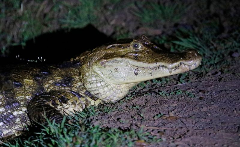 Spectacled Caiman (Caiman crocodilus) Laguna Lagarto Lodge, San Carlos, Costa Rica