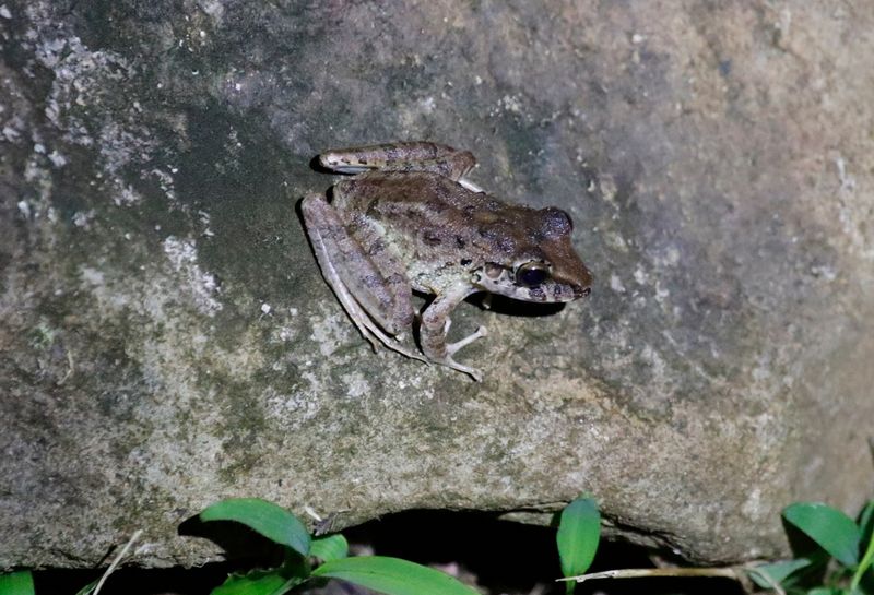 Craugastoridae - Fleshbelly frogs