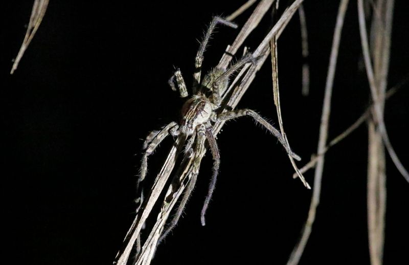 Spot-legged Bromeliad or Spotted-legged Banana Spider (Cupiennius getazi) Laguna Lagarto Lodge, San Carlos, Costa Rica