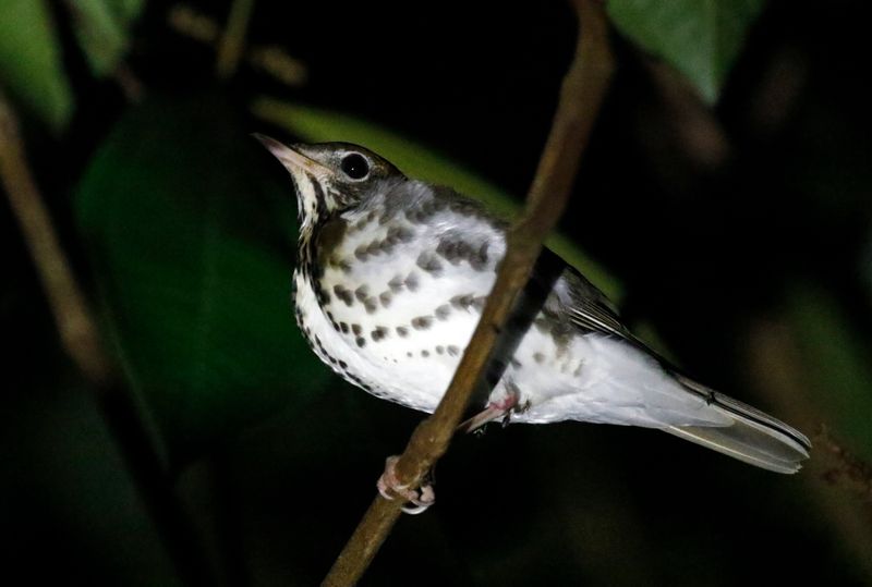 Swainson's Thrush (Catharus ustulatus) Laguna Lagarto Lodge, San Carlos, Costa Rica