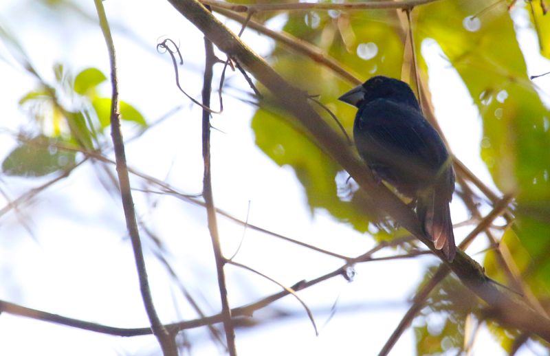 Blue-black Grosbeak (Cyanoloxia cyanoides) Summit Ponds, Ancón, Panama