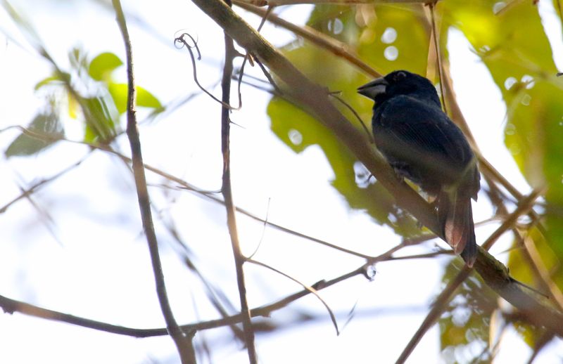 Blue-black Grosbeak (Cyanoloxia cyanoides)