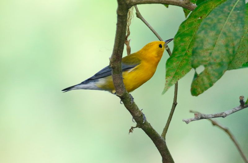 Prothonotary Warbler (Protonotaria citrea)