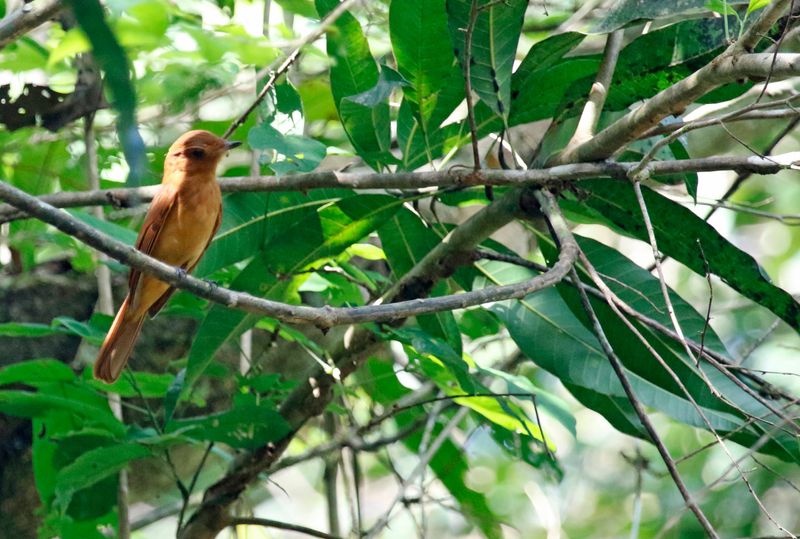 Rufous Mourner (Rhytipterna holerythra) Pipeline Road, Parque Nacional Soberanía, Panama