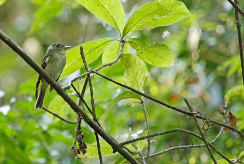 Acadian Flycatcher (Empidonax virescens) Summit Ponds, Ancón, Panama