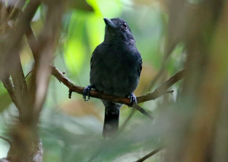 Black-crowned Antshrike (Thamnophilus atrinucha)
