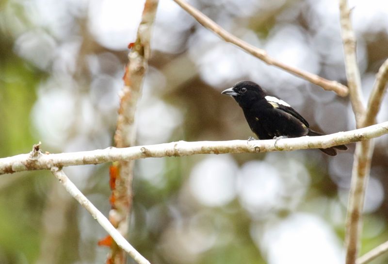 White-shouldered Tanager (Loriotus luctuosus) Summit Ponds, Ancón, Panama