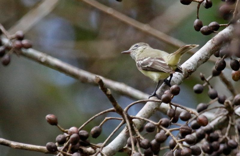 Southern Beardless-Tyrannulet (Camptostoma obsoletum flaviventre) Summit Ponds, Ancón, Panama