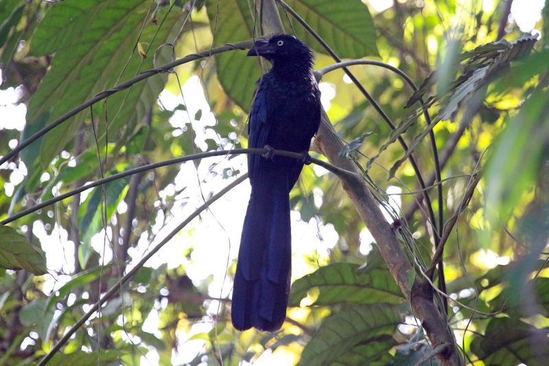 Greater Ani (Crotophaga major)