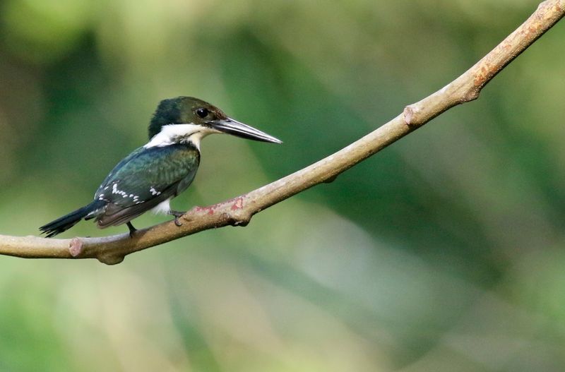 Green Kingfisher (Chloroceryle americana) Summit Ponds, Ancón, Panama