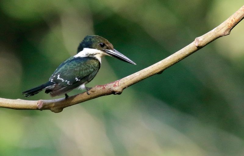 Green Kingfisher (Chloroceryle americana) Summit Ponds, Ancón, Panama