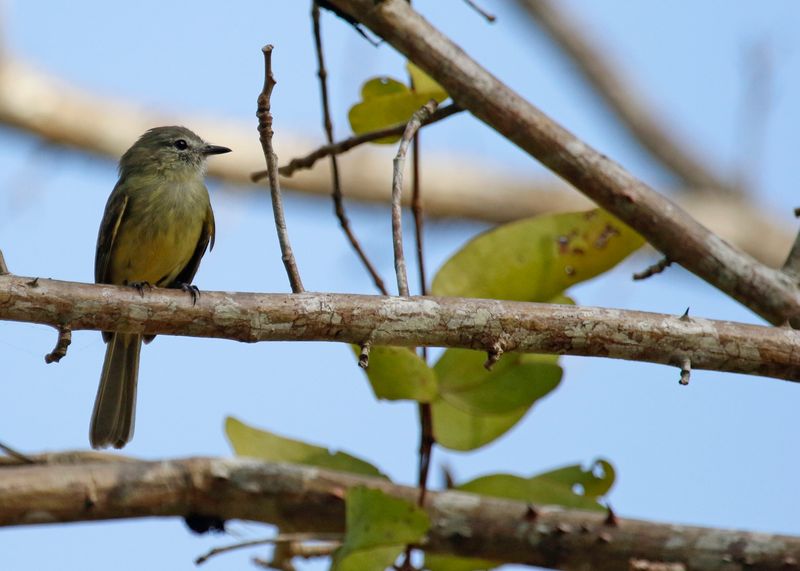 Greenish Elaenia (Myiopagis viridicata)