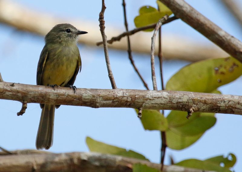 Greenish Elaenia (Myiopagis viridicata accola) Parque Nacional Soberanía, Panama