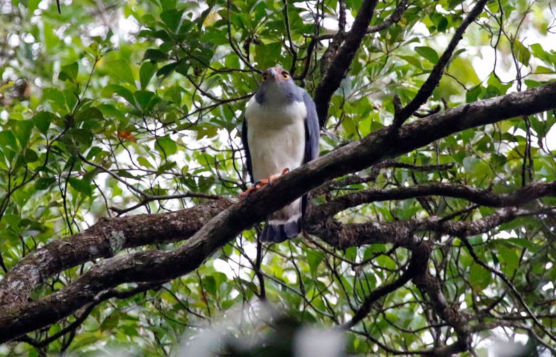 Semiplumbeous Hawk (Leucopternis semiplumbeus)