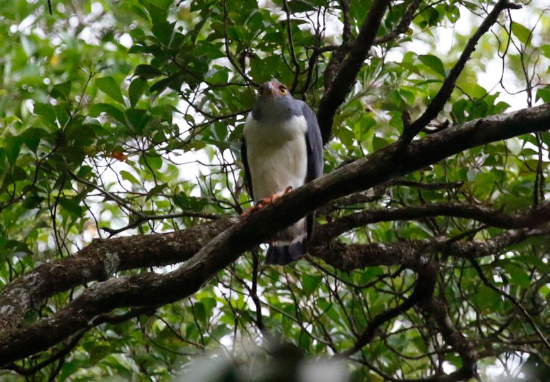 Semiplumbeous Hawk (Leucopternis semiplumbeus) Plantation Road, Parque Nacional Soberanía, Panama