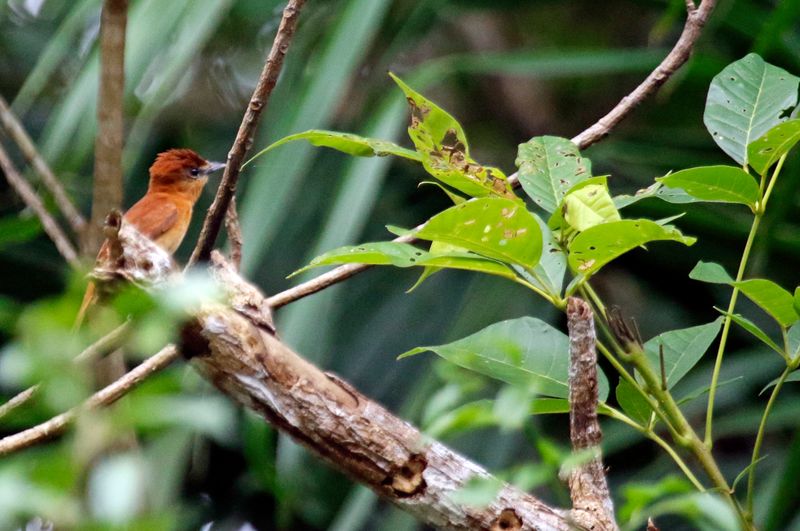 Cinnamon Becard (Pachyramphus cinnamomeus)