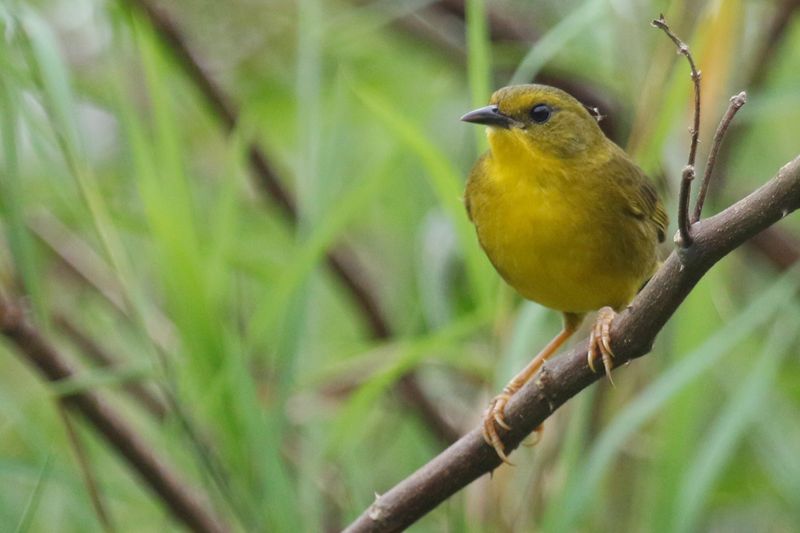 Olive-crowned Yellowthroat (Geothlypis semiflava bairdi) Refugio mixto Caño Negro, Los Chiles, Costa Rica