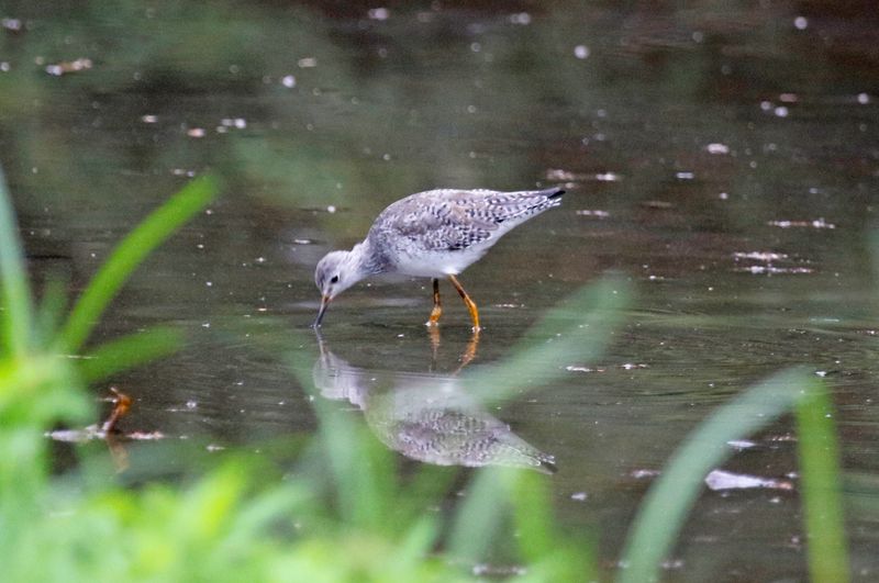 Lesser Yellowlegs (Tringa flavipes) Refugio mixto Caño Negro, Los Chiles, Costa Rica