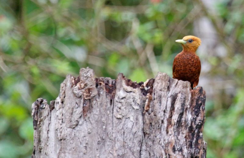 Chestnut-colored Woodpecker (Celeus castaneus)