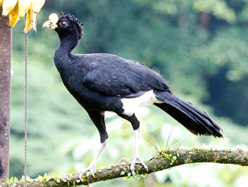 Great Curassow (Crax rubra) Laguna Lagarto Lodge, San Carlos, Costa Rica