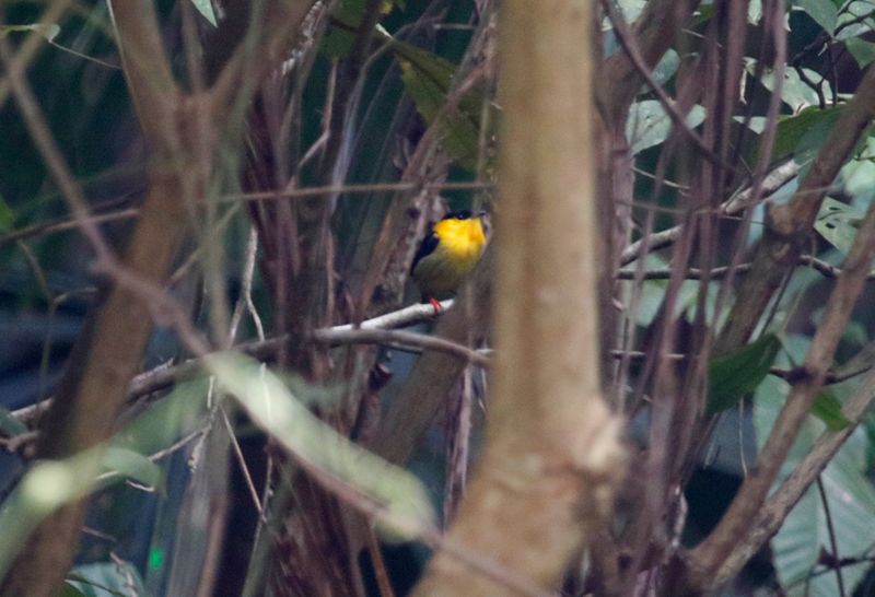 Golden-collared Manakin (Manacus vitellinus)