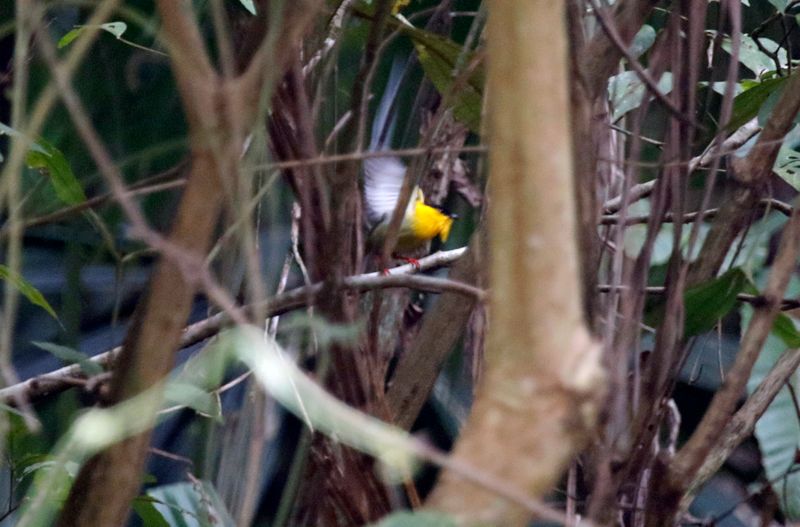 Golden-collared Manakin (Manacus vitellinus) Summit Ponds, Ancón, Panama