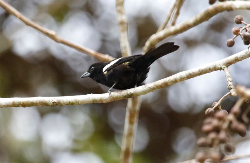 White-shouldered Tanager (Loriotus luctuosus) Summit Ponds, Ancón, Panama