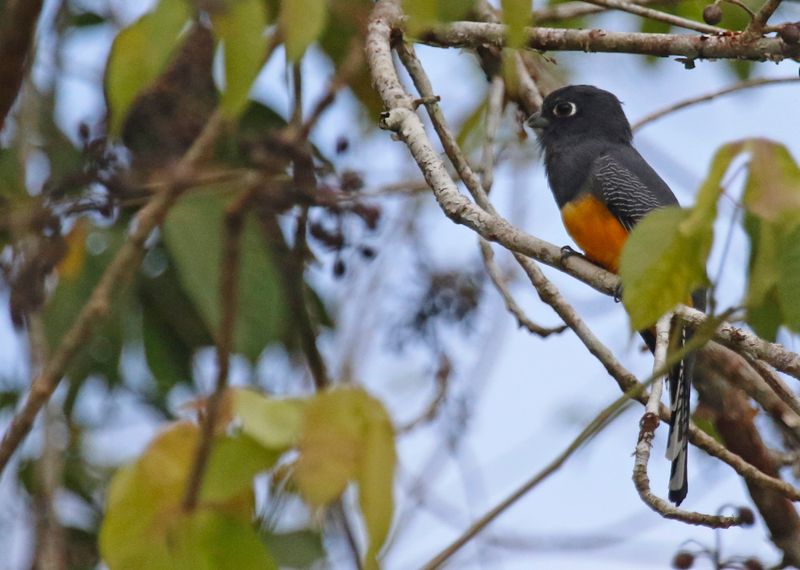 Gartered Trogon (Trogon caligatus concinnus) Summit Ponds, Ancón, Panama