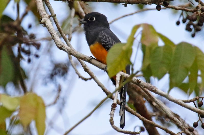Gartered Trogon (Trogon caligatus concinnus) Summit Ponds, Ancón, Panama