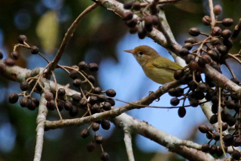 Golden-fronted Greenlet (Pachysylvia aurantiifrons aurantiifrons) Summit Ponds, Ancón, Panama