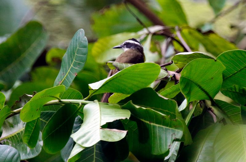 Lesser Kiskadee (Philohydor lictor panamensis) Summit Ponds, Ancón, Panama