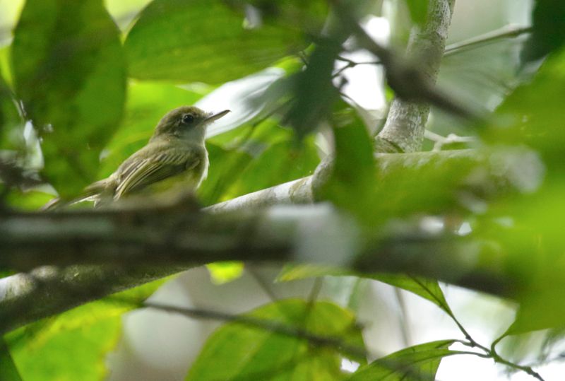 Western Olivaceous Flatbill (Rhynchocyclus aequinoctialis) Plantation Road, Parque Nacional Soberanía, Panama