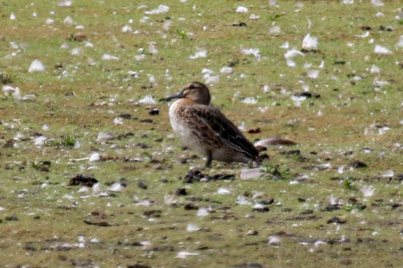 Garganey (Spatula querquedula) Waterland, Volgermeerpolder, NH, Netherlands