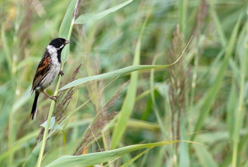 Common Reed Bunting (Emberiza schoeniclus schoeniclus) Waterland, Volgermeerpolder, NH, Netherlands