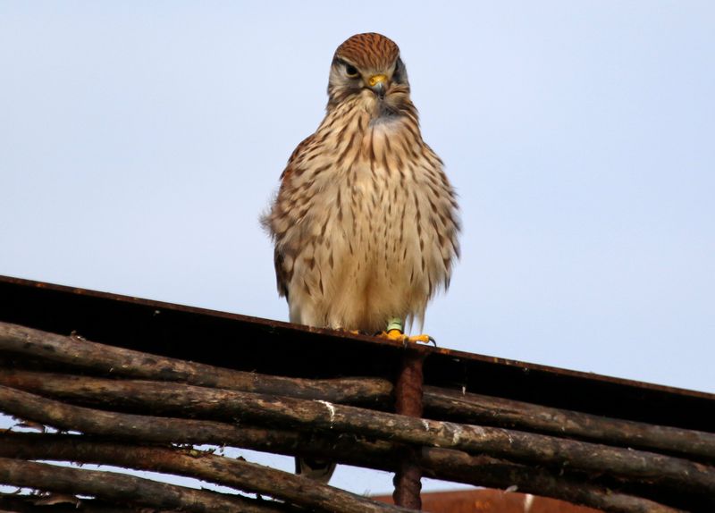 Common Kestrel (Falco tinnunculus tinnunculus) Waterland, Volgermeerpolder, NH, Netherlands