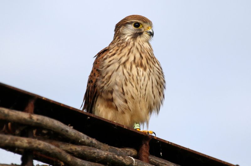 Common Kestrel (Falco tinnunculus tinnunculus) Waterland, Volgermeerpolder, NH, Netherlands
