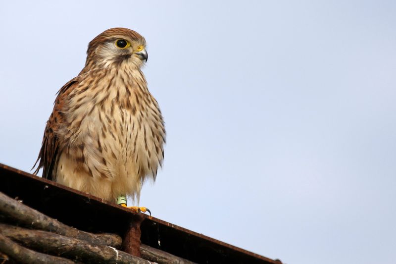 Common Kestrel (Falco tinnunculus tinnunculus) Waterland, Volgermeerpolder, NH, Netherlands