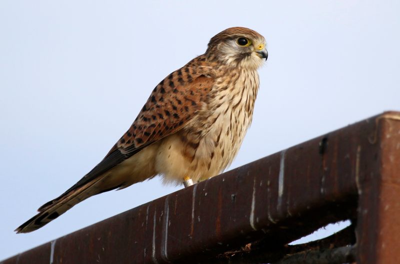 Common Kestrel (Falco tinnunculus tinnunculus) Waterland, Volgermeerpolder, NH, Netherlands