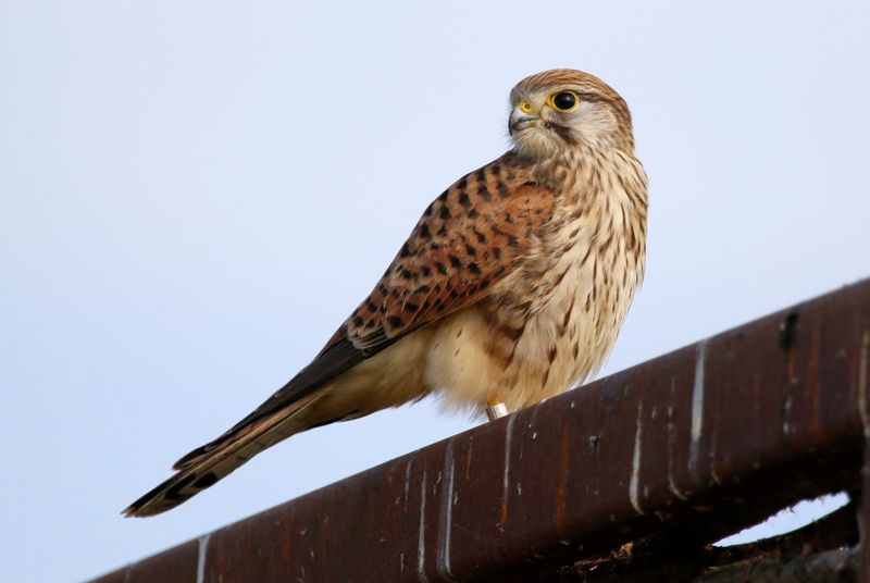 Common Kestrel (Falco tinnunculus tinnunculus) Waterland, Volgermeerpolder, NH, Netherlands