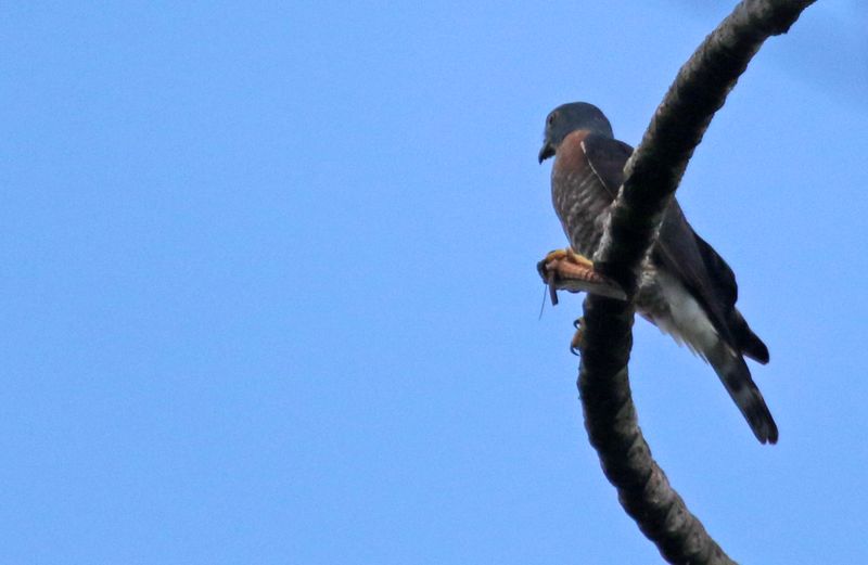 Double-toothed Kite (Harpagus bidentatus fasciatus) Buenos Aires, Costa Rica 