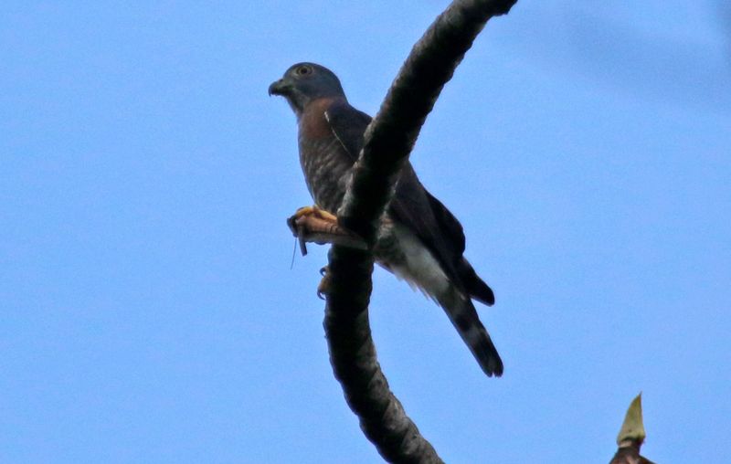 Double-toothed Kite (Harpagus bidentatus fasciatus) Buenos Aires, Costa Rica 