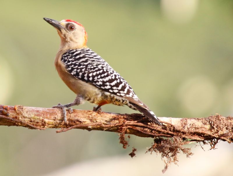 Red-crowned Woodpecker (Melanerpes rubricapillus rubricapillus) Villa Tica, Las Nubes Cloud forest, Costa Rica